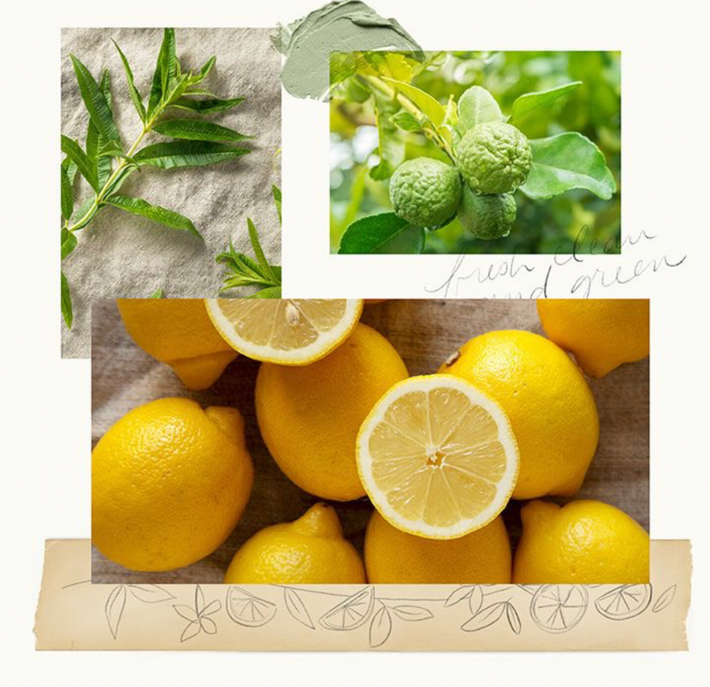 Lemon Leaf Pura Smart Home Diffuser Refill